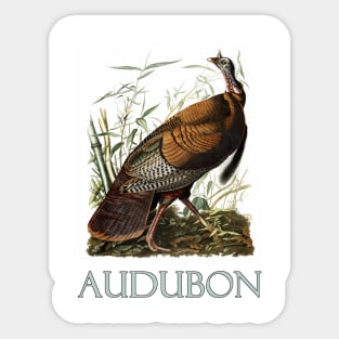 Wild Turkey by John James Audubon Sticker